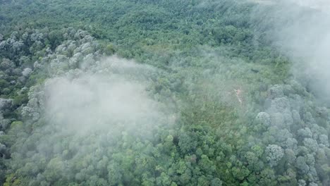 Aerial-view-of-cloud-and-misty-day-over-trees